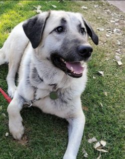 Anatolian Shepherd has a well-developed sense of territory, so if he has any suspicions, he can  ...