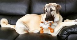The Anatolian Shepherd requires you to take minimal personal care. The thick coat of your pet ne ...
