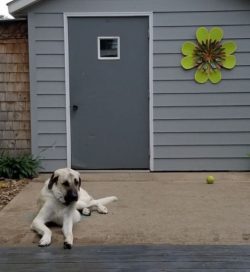 Anatolian Shepherd’s diet should consist of meat, fish, cottage cheese, eggs, porridge (ri ...