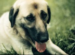 A real beauty, Anatolian Shepherd looks both menacing and majestic. This is a very large and pow ...