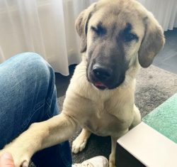 Sometimes it seems that you can just talk to Anatolian Shepherd, and he will understand everythi ...