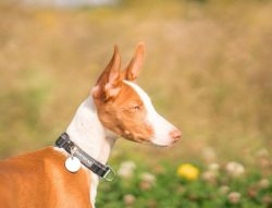 The Andalusian Hound is the closest relative of the Portuguese Podenco, Podenco Canario, and Pod ...