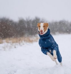 Until recently, scientists believed that dogs of this type were introduced about 3 thousand year ...