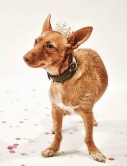 The brave, resourceful, and energetic Andalusian Hound has all the qualities of a hunting dog. T ...