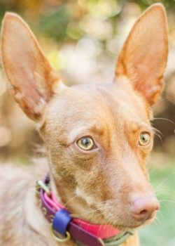 Today, the breed often becomes companions. Savvy, loyal, and affectionate, they are a family fav ...