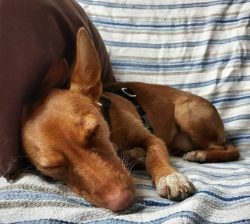 It is not difficult to train the Andalusian Hound – they are assiduous and quick-witted st ...