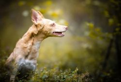 For training with the Andalusian Hound to be successful, you need to establish contact with the  ...