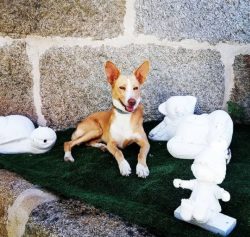 The Andalusian Hound is a sociable and sociable pet, it easily finds a common language with othe ...
