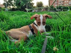 Andalusian Hound dogs are not alike. They differ not only in size but also in the type of hairli ...