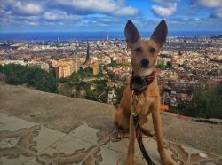 The Andalusian Hound is an active and energetic breed, it is immediately clear, you just have to ...