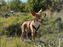 The potential owner of the Andalusian Hound should be prepared for the fact that he will have to ...