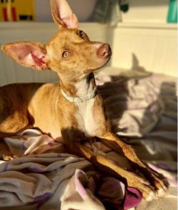 According to the main version, the Andalusian Hound is a descendant of the first domesticated do ...