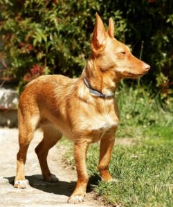 The Andalusian Hound has all the trappings of a hunter: excellent scent, keen eyesight, energy,  ...