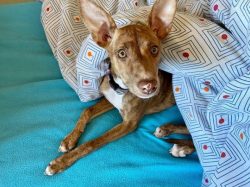 According to the type of wool, the Andalusian Hound can be divided into three types: having a lo ...