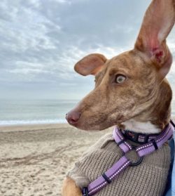 The most common color of the Andalusian Hound is cinnamon in various shades with white spots and ...