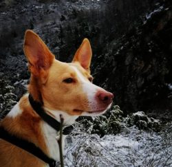 Since 2015, fans of the Andalusian Hound breed have been actively working to recognize this bree ...