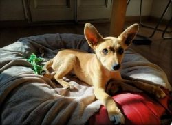 For a long time, these dogs existed under natural selection when humans did not interfere with t ...