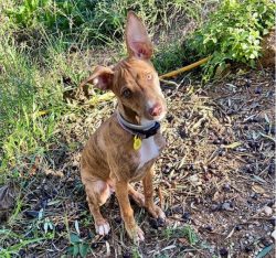 Andalusian Hound is fit, athletic build, giving the impression of some tension and readiness to  ...