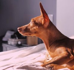 The ears of the Andalusian Hound are large, set high, deployed and slightly inclined forward, ha ...