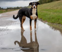 The Appenzeller Mountain Dog is an ancient dog breed native to the Swiss Alps. 