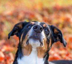 There are different opinions about the origin of the Appenzeller Sennenhund. For example, resear ...