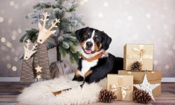 Due to its size, the Appenzeller Sennenhund was previously used not only for grazing livestock b ...