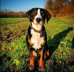 There are now four original Sennenhund dog breeds in the Swiss Alps, and the Appenzeller Sennenh ...