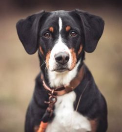 The first serious references in the literature about the Appenzeller Sennenhund can be found in  ...
