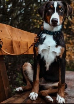 The Appenzeller Sennenhund are large dogs with a powerful, well-developed chest, muscular build, ...
