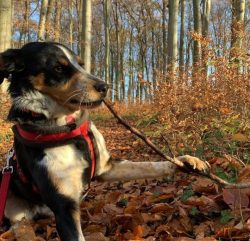 The Appenzeller Sennenhund breed is distinguished not only by its strength but also by its kindn ...