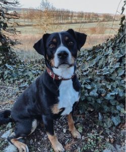 The Appenzeller Sennenhund has a cattle dog instinct very deeply rooted in, and sometimes it can ...