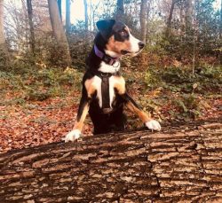 The protective qualities of the Appenzeller Sennenhund make them a good choice for keeping in a  ...