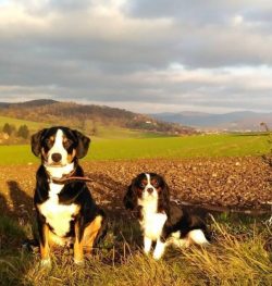 Appenzeller Sennenhund requires early socialization – getting to know different people, th ...