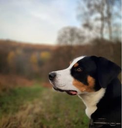 Appenzeller Sennenhund has a huge amount of internal energy and needs constant activity. They ca ...