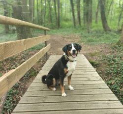 Appenzeller Sennenhund dogs certainly need both obedience and command training to provide the ne ...