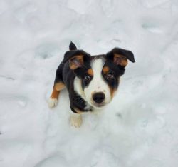 Appenzeller Sennenhund’s team training, nurturing, and socialization should start at an ea ...