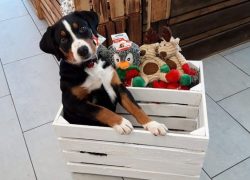 Appenzeller Sennenhund is very intelligent and quick-witted dogs, they learn quickly and learn c ...