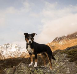 Appenzeller Sennenhund dogs are distinguished by their excellent health and stamina. They have a ...