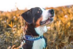 The Appenzeller Sennenhund breed is originally from Switzerland. Like other Sennenhund dogs, the ...