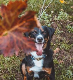 The Appenzeller Sennenhund was officially recognized internationally in 1989. 