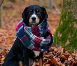Appenzeller is well trained, he is smart and attentive. However, it is not worth giving slack: d ...