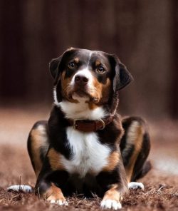 Appenzeller can sometimes be hyperactive, they need physical activity – without it, furnit ...