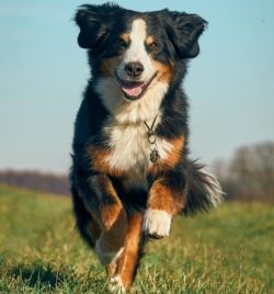 Appenzeller Sennenhund gets along well with other animals if raised with them from childhood. Mu ...