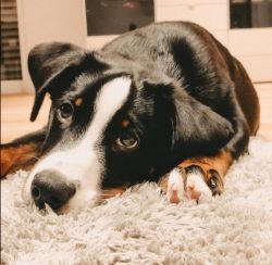 With children, the Appenzeller Sennenhund is open, kind, and very affectionate. They will be hap ...