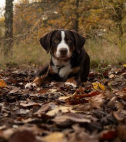 The Appenzeller Sennenhund is a medium-sized dog, but due to its temperament, it is quite active ...