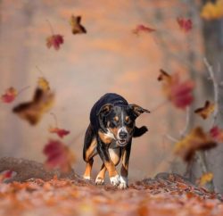 In the city with a pet, you need to walk two or three times a day, and on weekends it is advisab ...