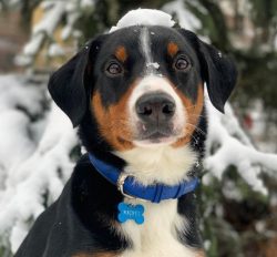 The second name is the Appenzell Shepherd Dog. The breed received its name because of its origin ...