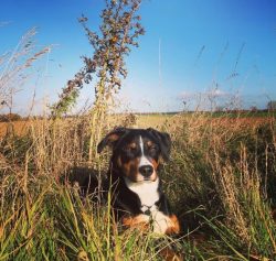 For the first time, the breed Appenzeller Sennenhund is mentioned in the book of 1853 “Ani ...