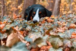 Appenzeller Sennenhund is not a very popular breed today, but its representatives live on both s ...