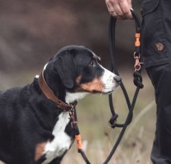 The Appenzeller Sennenhund is not only the favorite dog of the inhabitants of the Alpine village ...